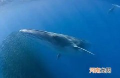 鲸鱼搁浅后为什么要尽快肢解？鲸鱼搁浅为什么不拖回海里