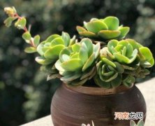 多肉的根怎么养粗？补光灯对多肉植物的好处