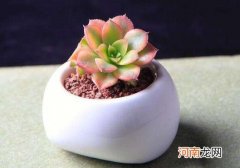 干土给多肉上盆后怎样浇水？多肉根完全剪掉能活吗