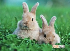 兔子咬人疼不疼？兔子快冻死了是什么样的