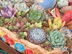 干土栽多肉几天浇一次水？多肉根全剪了要怎么生根