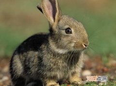 兔子眼睛睁不开怎么治？兔子眼睛凸出来是什么原因