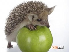 刺猬涂刺一定要咬人吗？刺猬咬人要打狂犬疫苗吗