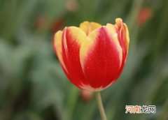 水培郁金香要加什么营养液？水培郁金香要加营养液吗