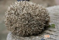 刺猬冬天会冻死吗？刺猬几度会冻死
