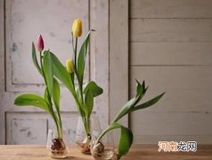 水培郁金香怎么消毒？水培郁金香的技巧