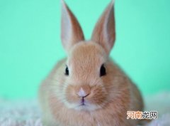 出生一周的小兔子是什么样的？母兔生了宝宝怎么办