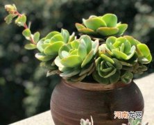 散光养多肉是什么意思？阳台上只有散光怎么养多肉