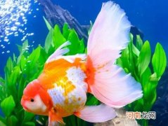 养金鱼的自来水要放几天？金鱼沉底是在睡觉吗