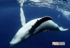 鲸鱼搁浅为什么会爆炸？鲸鱼搁浅为什么救不了