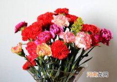 多头康乃馨怎么醒花？康乃馨需不需要深水醒花