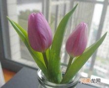 水培郁金香几天换一次水？水培郁金香是一年生还是多年生