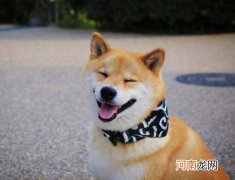 柴犬幼崽怎么看品相？如何看柴犬是不是纯种