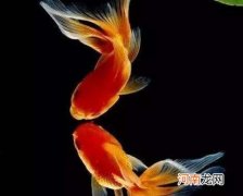 用冷开水养金鱼结果会怎么样？养金鱼的水温最低多少度