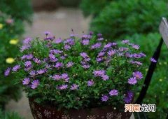 如何能养好姬小菊？姬小菊什么时候换盆好