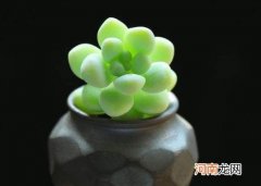 红色叶子的多肉都有什么品种？多肉什么季节种植比较好