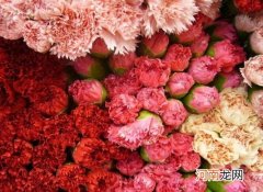 给康乃馨醒花有什么用？康乃馨买回来怎么醒花