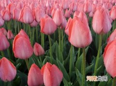 水培郁金香可以放客厅养吗？水培郁金香喜阴还是喜阳