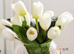 水培郁金香没有石头怎么办？水培郁金香营养液怎么用