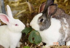 兔子耳朵耷拉下一只了是不是生病了？兔子装死一般要持续多久