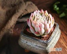 多肉刚种下去多久浇水？多肉补光灯买多少瓦