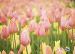 水培郁金香是一天换一次水吗？郁金香可以养在室内吗