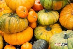 南瓜种子如何催芽？如何避免南瓜跑秧