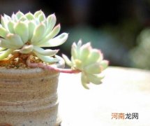 多肉只长根不发芽是因为光照不足引起的吗？多肉植物怎样修造型