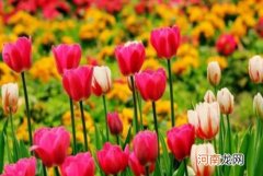 水培郁金香开花后如何护理？水培郁金香的方法