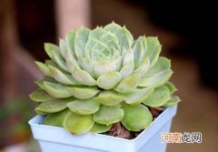 多肉老桩上盆要修根吗？多肉怕不怕打霜