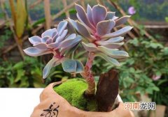 多肉能喷水在叶子上吗？多肉爆盆用什么肥