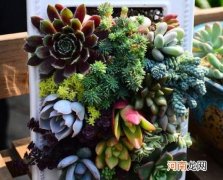 室内养多肉怎样上色？多肉生根粉能不能拌土使用