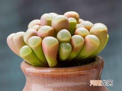 多肉换盆后为什么长气根？多肉晒太阳叶子软皱还能活吗