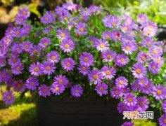 姬小菊盆栽买回来能换盆吗？姬小菊徒长不开花是怎么回事