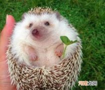宠物刺猬认主人吗？刺猬怎么养让他不臭