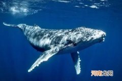 鲸鱼死后为什么会跳出海面？鲸鱼爆炸威力有多大