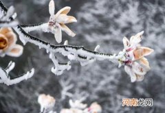 2022倒春寒会零下吗？2022年清明节后还会有倒春寒吗