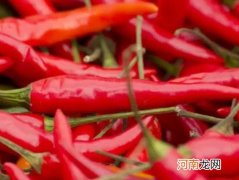 养辣椒老桩哪些是要注意的？辣椒苗怎么施肥长得快