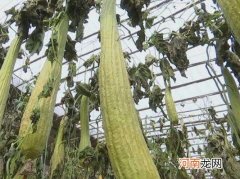 丝瓜畸形原因都有什么？丝瓜结果少的原因有哪些