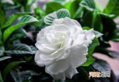 栀子花适合放在哪里养护？自己水培栀子花哪些是要注意的