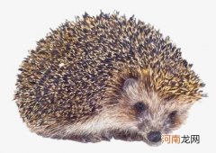 刺猬冬眠怎么唤醒它？普通刺猬怎么洗澡