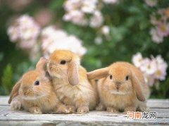 兔子一边眼睛流眼泪是怎么回事？兔子眼睛凸起来怎么办