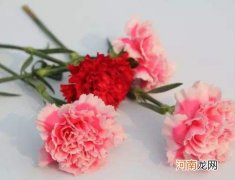 醒花对温度有没有要求？醒花不能用铁桶吗