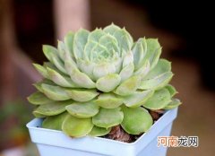 多肉服盆期间长气根怎么办？多肉晒太阳叶子软皱怎么缓解