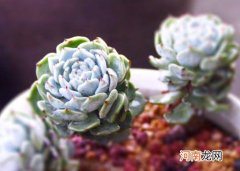 多肉叶子变软变皱怎么补救？多肉起白色霉斑用什么办法可以补救