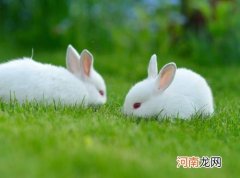 兔子耳朵耳蜡多怎么清除？兔子假死身体会硬吗