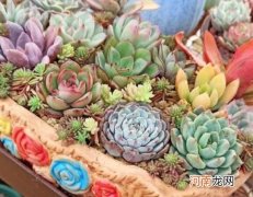 多肉上的蚧壳虫是什么颜色的？多肉淋雨可以淋多久