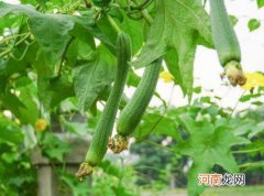 丝瓜怎样才能高产？丝瓜烂花怎么解决