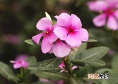 长春花老桩能养几年？长春花一年四季都可以播种吗