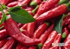 辣椒能不能养成老桩？辣椒苗种下后多久能施肥